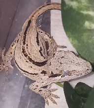 Gargoyle gecko