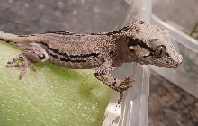 Gargoyle gecko