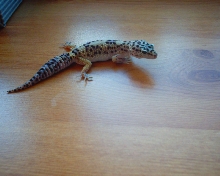 Little Leo