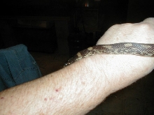 what kind of kingsnake is this?