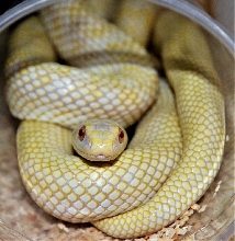 Japanese Rat Snake Female