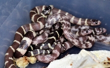 Double Het Female to Palomar Ghost Male Babies