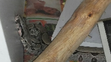3 babies peruvian Red tail boas