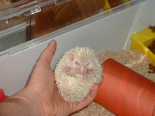 Hedgie