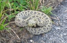 identify