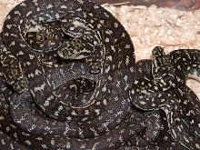 Diamond Pythons