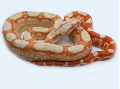 Sunglow Boa