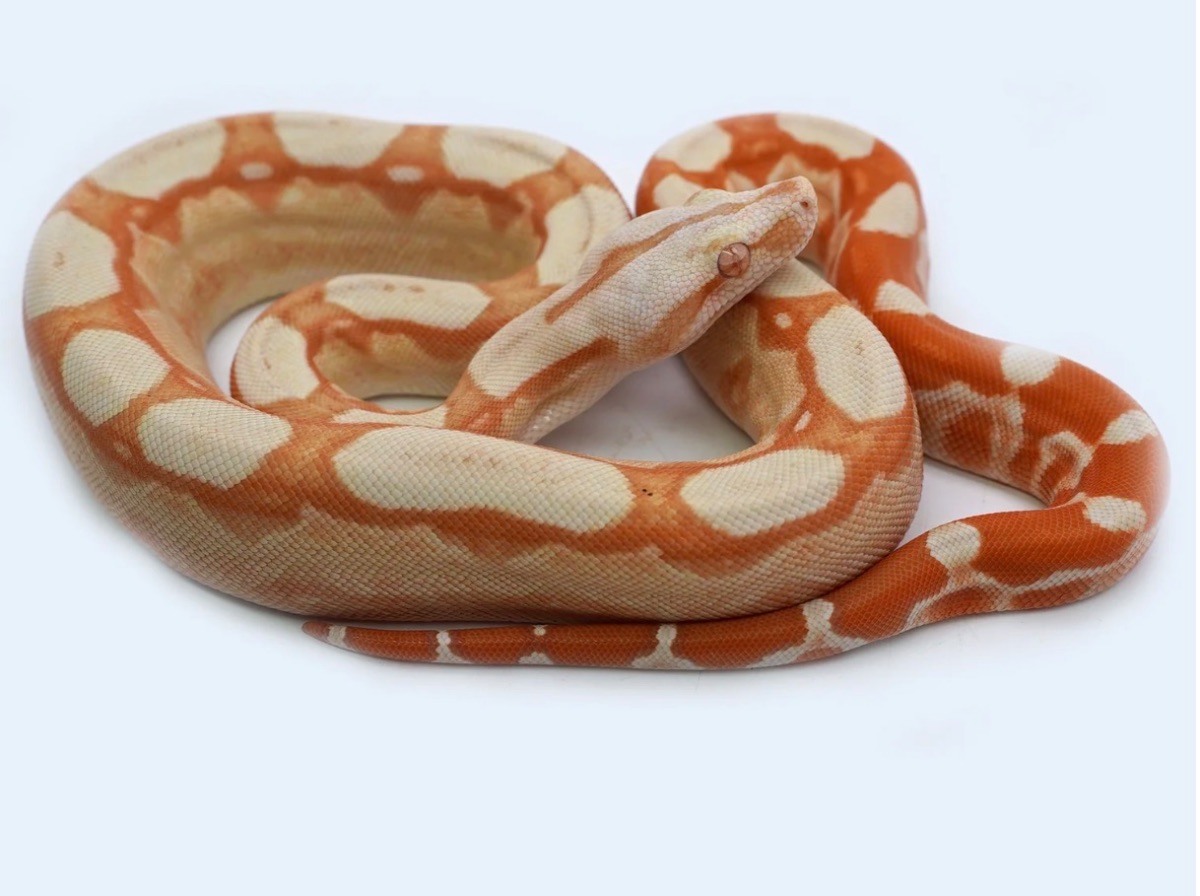 Sunglow Boa