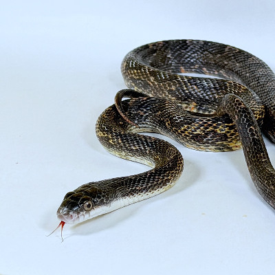 Texas Rat Snake