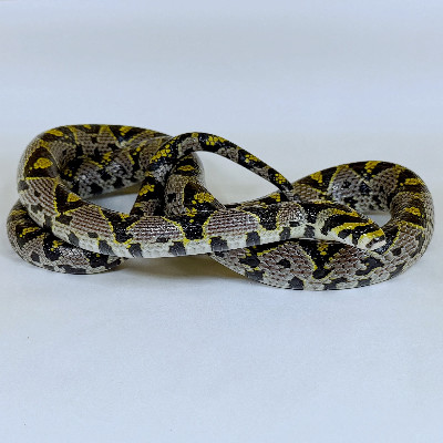 Mandarin Rat Snake