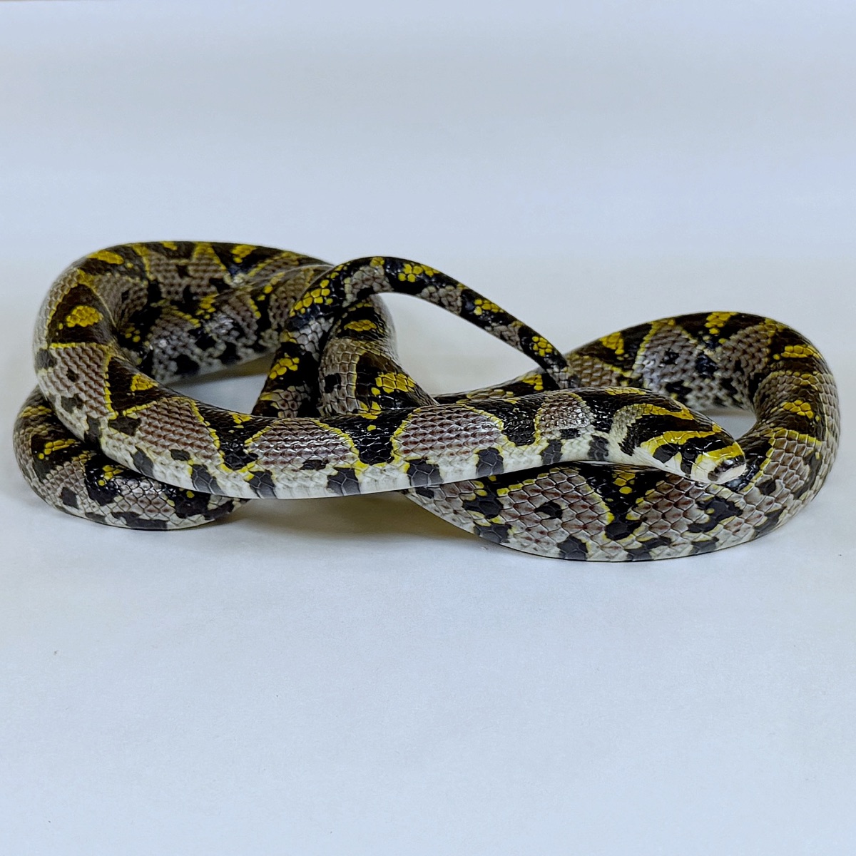 Mandarin Rat Snake