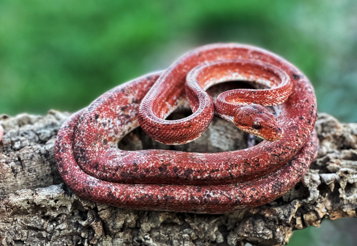 Red Calico Amazon Tree Boa