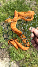 USCBB Bicolor