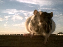 Quince trying to kiss the camera!