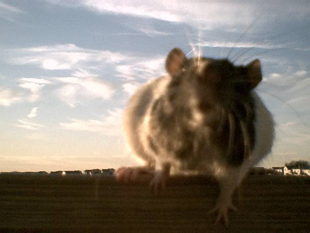 Quince trying to kiss the camera!