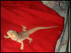 Griffin on a blankie