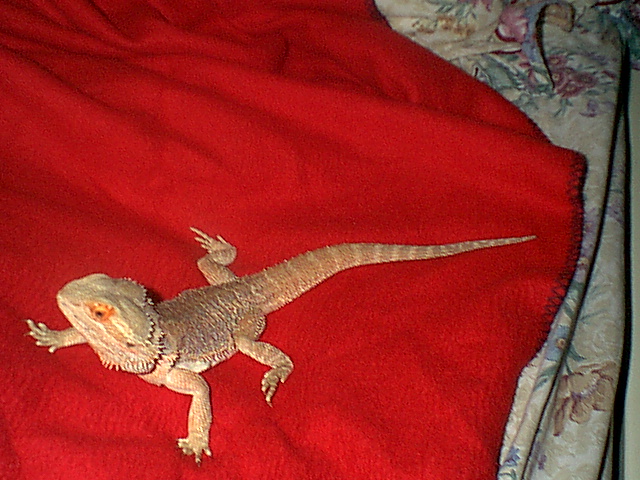Griffin on a blankie