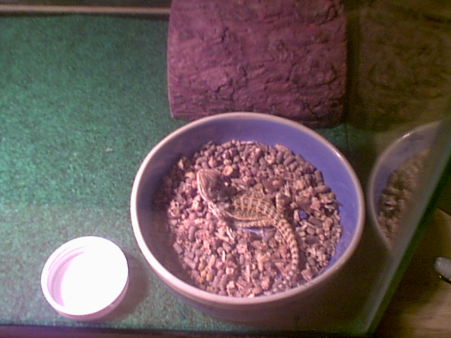 Yukoom in a food dish