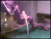 Yukoom on his log
