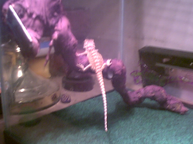 Yukoom on his log