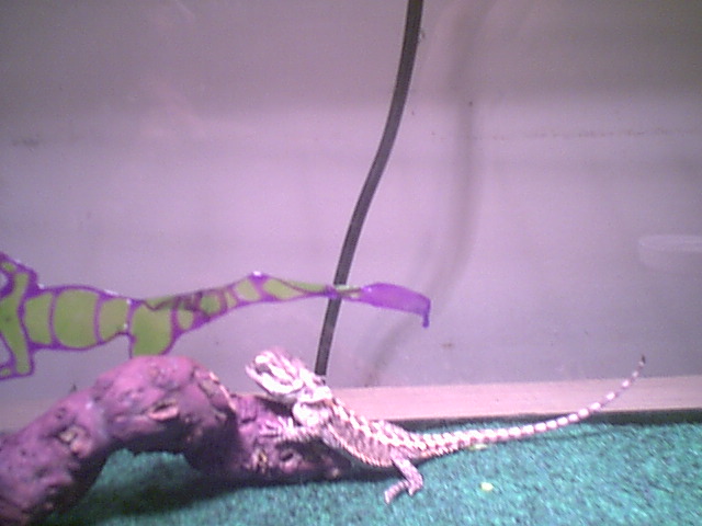 Yukoom being cute