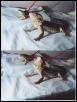 Griffin and Yukoom #1