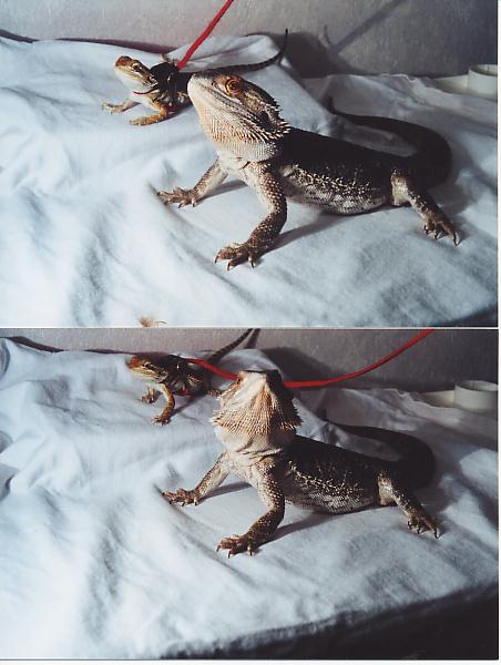 Griffin and Yukoom #1