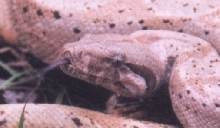 Clancy Hog Island
