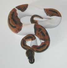 0.1 yr2006 Piebald Ball Python