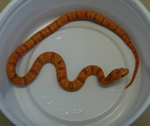 0.1 yr2005 Albino Peach Pastel