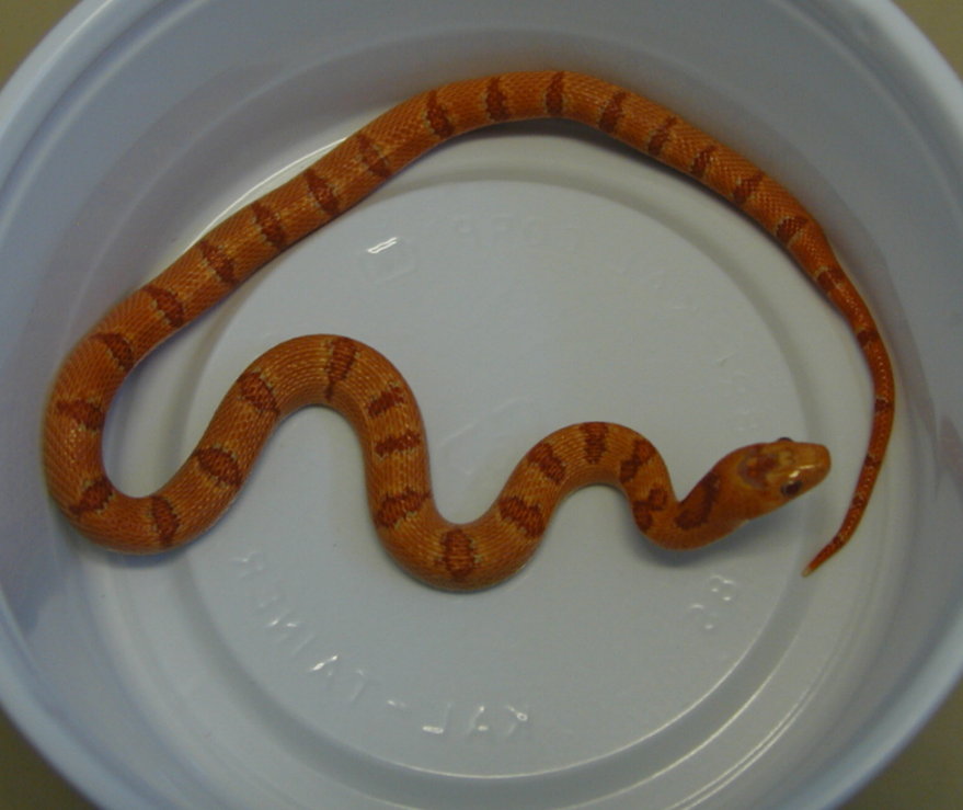 0.1 yr2005 Albino Peach Pastel