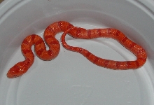 0.1 yr2006 Albino Peach Pastel