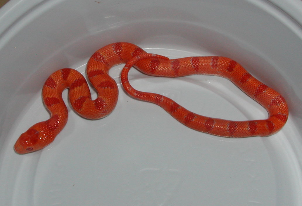 0.1 yr2006 Albino Peach Pastel