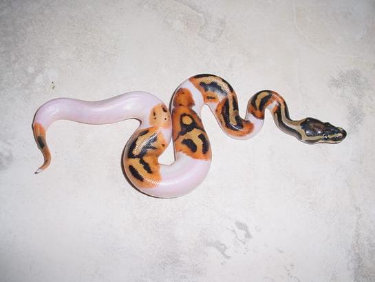 1.0 yr2006 Piebald Ball Python male #2