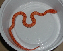 1.0 yr2006 Albino Peach Pastel