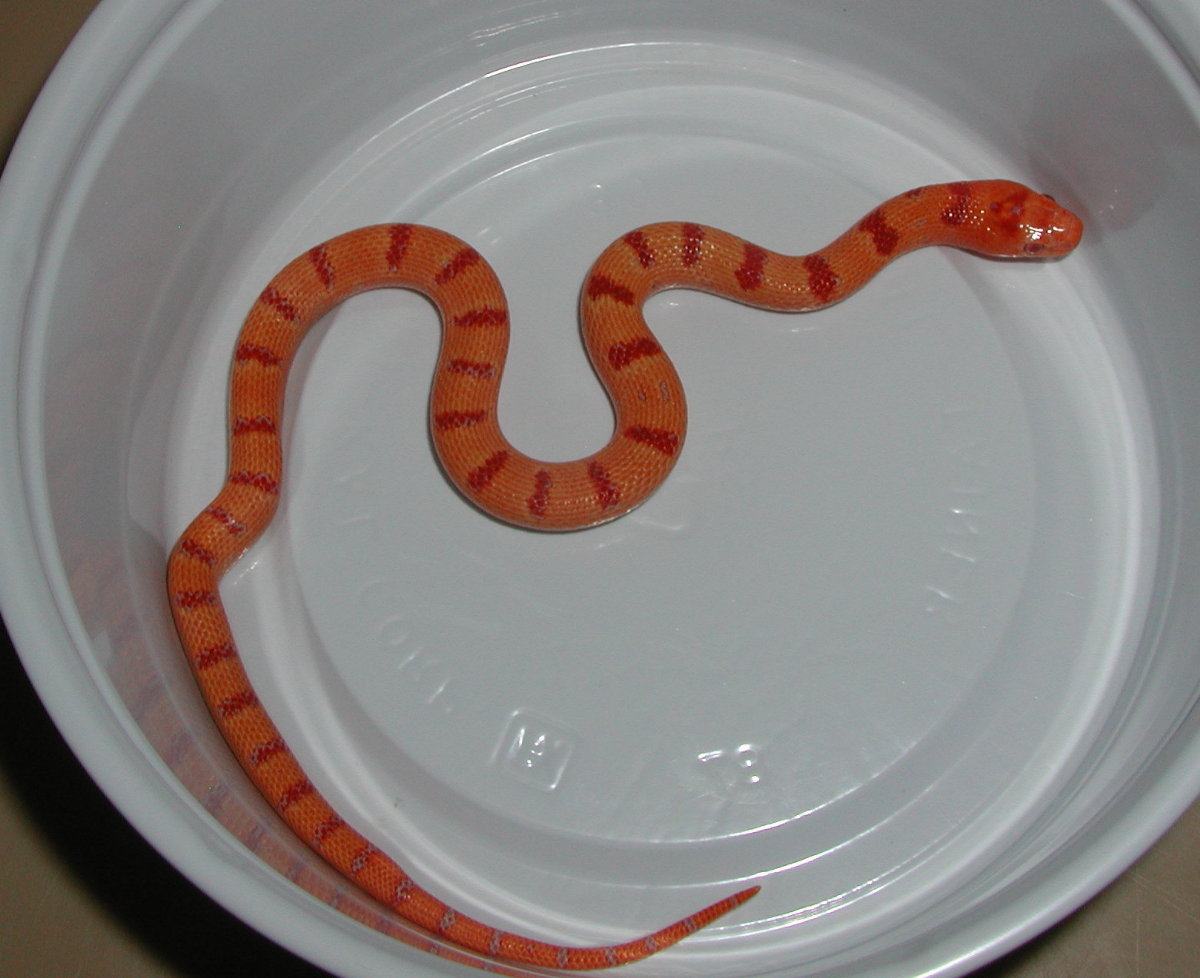 1.0 yr2006 Albino Peach Pastel