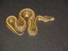 1.0 yr2006 Pinstripe Ball Python