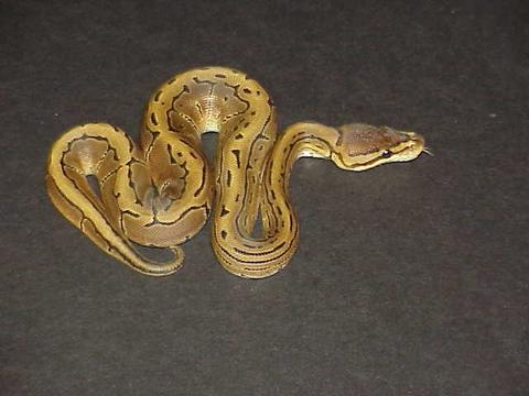 1.0 yr2006 Pinstripe Ball Python
