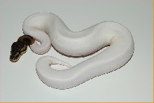 90% white Pieblad Ball Python