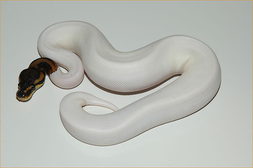 90% white Pieblad Ball Python