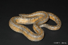 Calico Coastal Rosy Boa