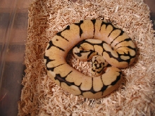 yr2007 Bumblebee Ball Python