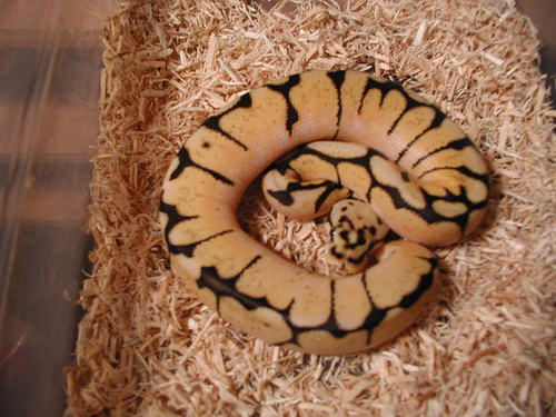 yr2007 Bumblebee Ball Python
