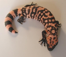 yr2004 Adult Male HSS #1