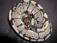 yr2007 Axanthic Ball Python