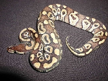 yr2007 Mojave Ball Python