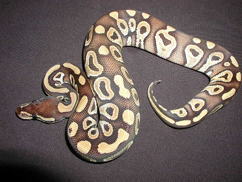 yr2007 Mojave Ball Python