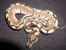yr2007 Spider Ball Python