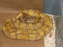 yr2007 Caramel Albino Ball Python