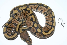 yr2007 Orange Ghost Ball Python